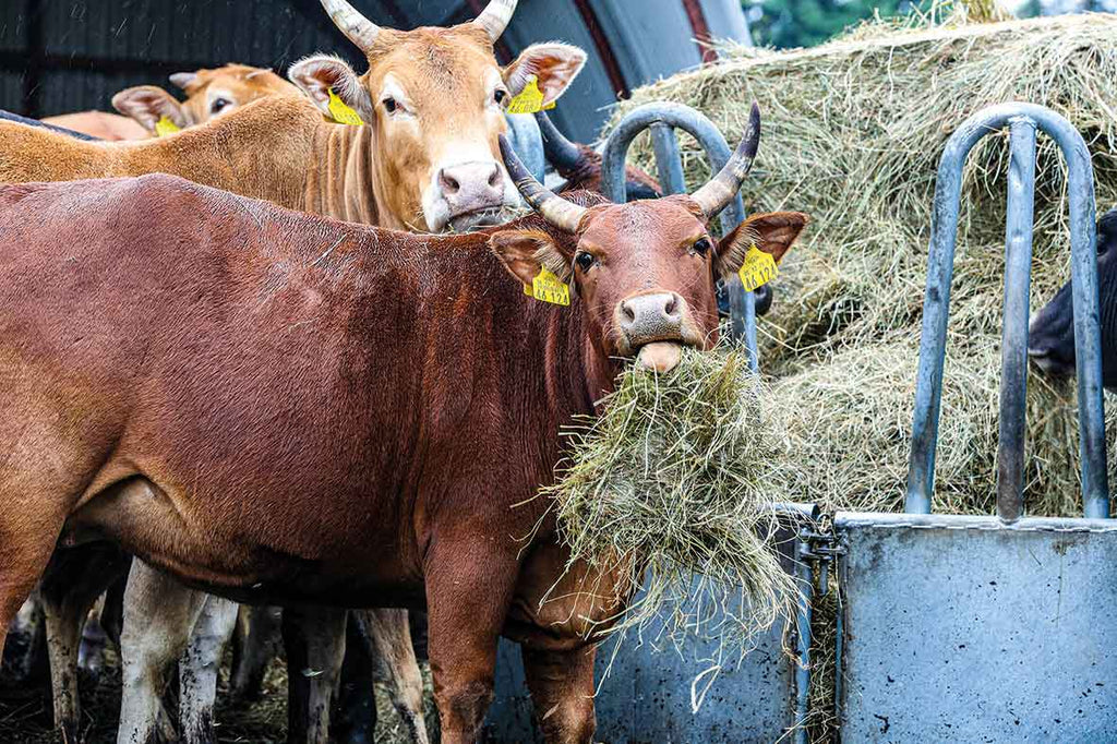 The landscape gardeners from Southeast Asia 