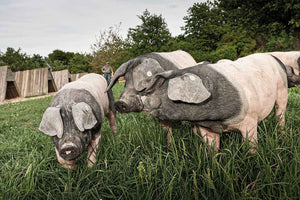 Schwäbisch-Hällisches Landschwein: Glücksbringer  auf vier Beinen