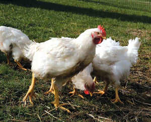 Freilandhähnchen aus dem Ambergau: Glückliche Weidehühner