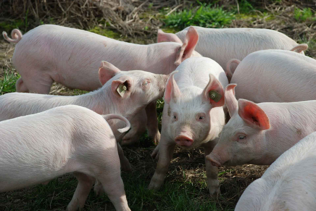 Ferkelkastration: Kleiner Schnitt mit großer Wirkung