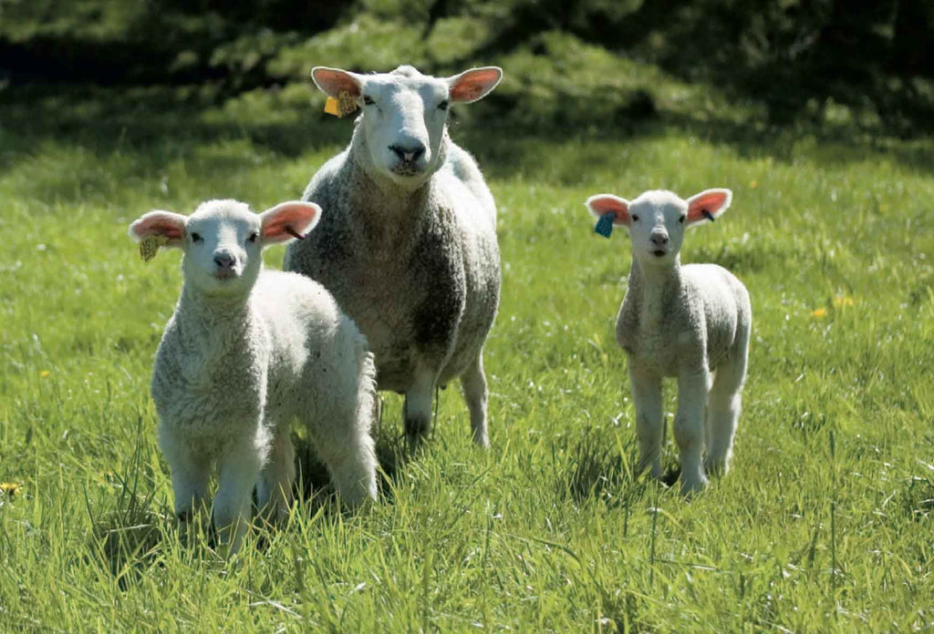 Lust auf (Oster-)Lamm