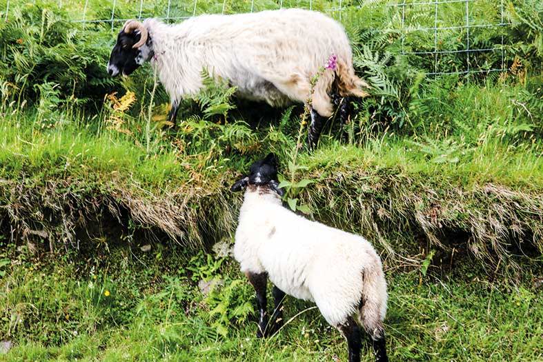 The Wild Sheeps of Ireland