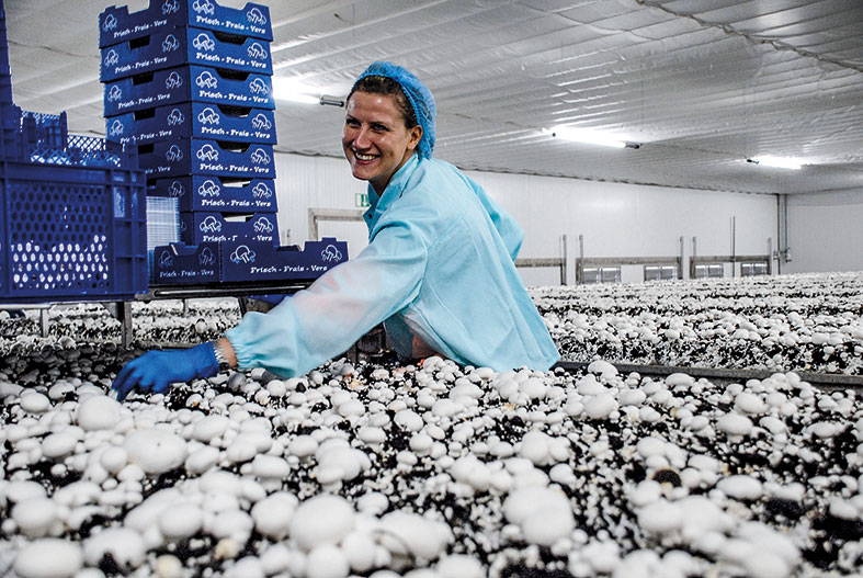 Pilze: Geschmack mit Hut und Stiel