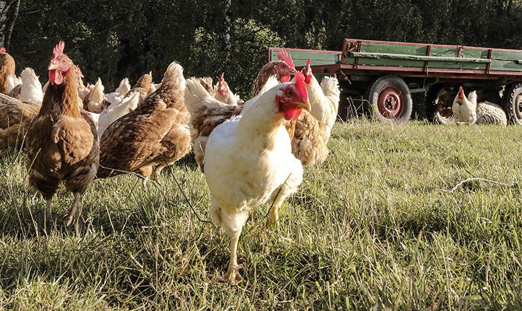 Gegen das Kükenschreddern!