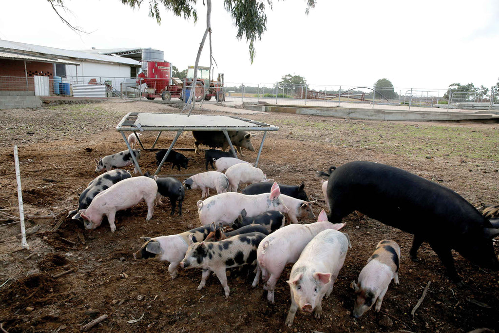 Australien Travel Story TEIL 3 – Rockstar Pigs