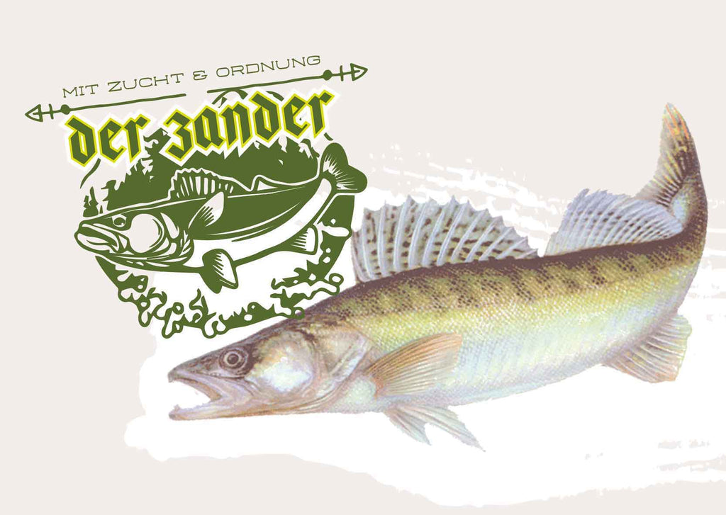 Mit Zucht und Ordnung: Der Zander