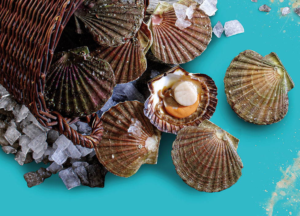 Jakobsmuscheln – Eine Prise Meer vom Grill