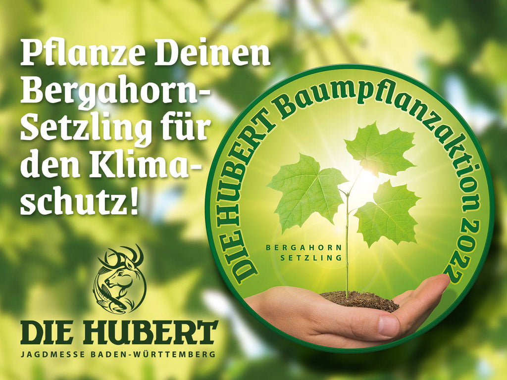 DIE HUBERT Baumpflanzaktion: Bergahorn-Setzlinge für den Klimaschutz
