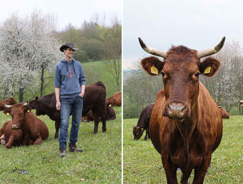 Harzer Rote Höhenvieh: Das Rind der  Bergmannsfrau